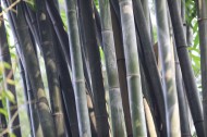 翠绿挺拔的竹子图片大全