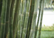 翠绿挺拔的竹子图片大全