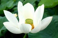 洁白的荷花图片大全