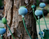 绿色的罂粟果实图片大全