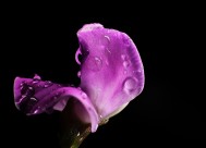 紫红色的扁豆花图片大全