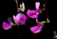 紫红色的扁豆花图片大全