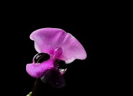 紫红色的扁豆花图片大全