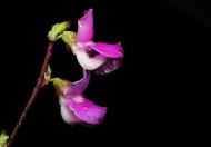 紫红色的扁豆花图片大全