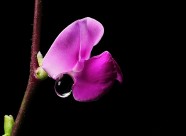 紫红色的扁豆花图片大全