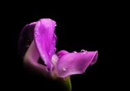 紫红色的扁豆花图片大全