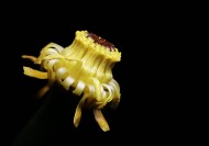 萍蓬草花图片大全