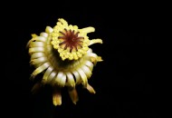 萍蓬草花图片大全