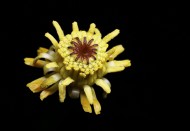 萍蓬草花图片大全