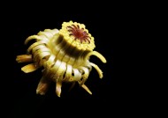 萍蓬草花图片大全