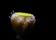 萍蓬草花图片大全