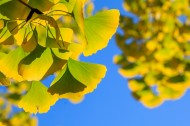 秋天如金色蝴蝶的银杏叶图片大全