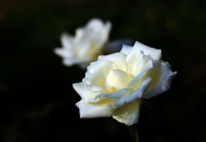 月季花图片大全