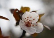 唯美好看的白色樱花图片