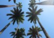 低海拔生长的椰子树图片
