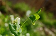 豌豆花图片大全