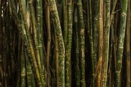挺拔的竹子图片