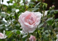 玫瑰花上的露珠图片