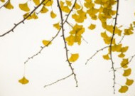 秋天金色的银杏叶图片