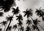 一小片椰树林图片