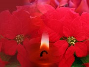 娇艳好看的一品红图片