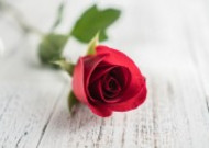 浪漫娇艳的红色玫瑰图片