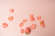 粉色玫瑰花和花瓣图片