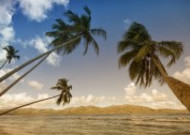 热带树木椰子树图片