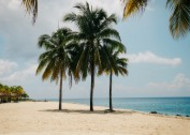 热带树木椰子树图片