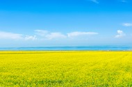 一望无际的金黄油菜花图片