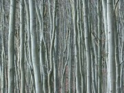 茂密的白桦林图片大全