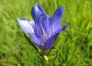 盛开的蓝紫色龙胆花图片