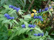 盛开的蓝紫色龙胆花图片