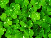 清新绿色四叶草图片