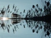 河边柔韧的芦苇图片