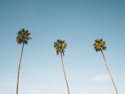 挺拔高大的椰树图片