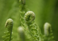 绿色的蕨菜图片