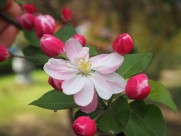 海棠花高清图片