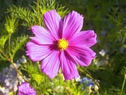 粉色波斯菊图片大全