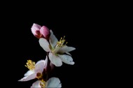 微距桃花图片