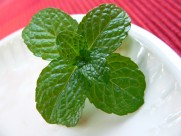 绿色的薄荷图片大全