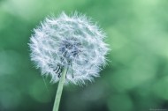 轻盈的蒲公英图片