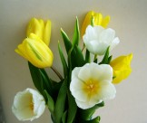 黄色郁金香图片