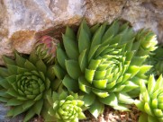 萌萌的多肉植物图片