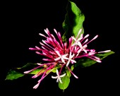 红色的金银花图片