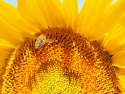 向日葵的特写图片