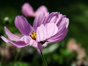 花卉新品种之太空花图片大全