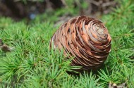 松树的果实松子图片