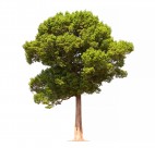 树木植物图片大全