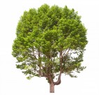 树木植物图片大全